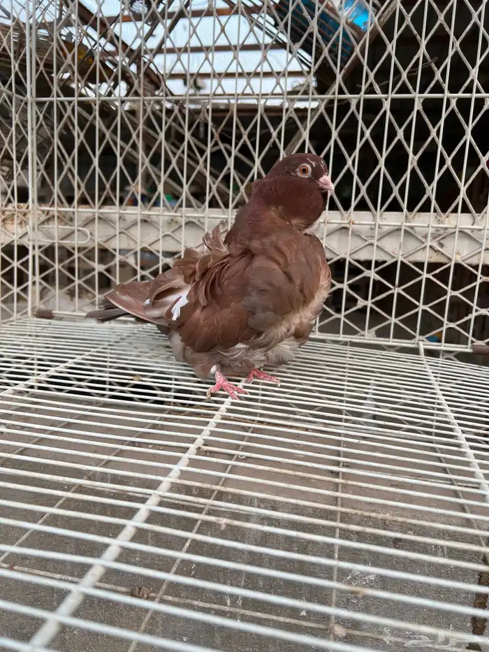 حمام كشكي للبيع مستويات طيبه 2