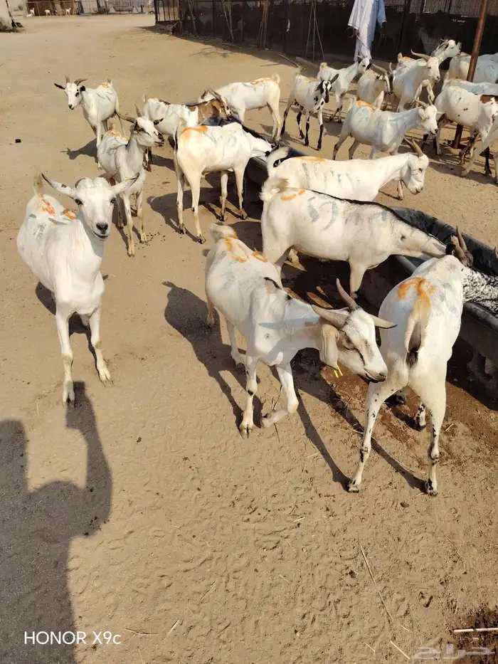 تيوس صومالية جملة وتفريد بأسعار ممتازة 0