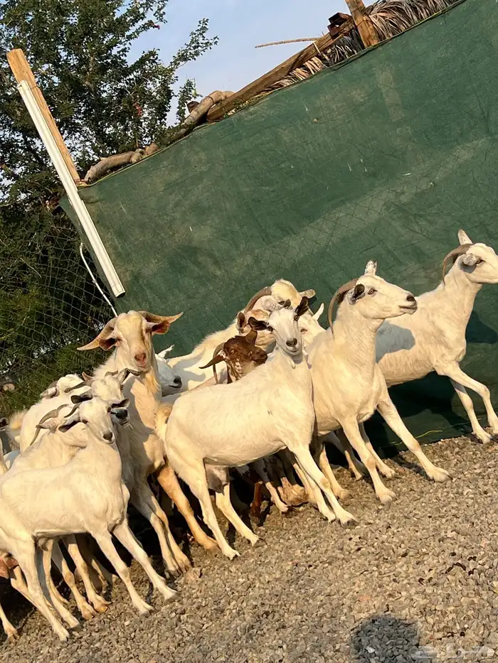 معزا بيشيات بيض فواخر 1