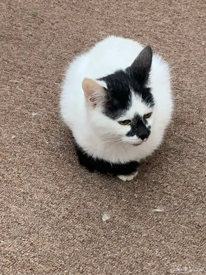 12 قطط لتبني 8