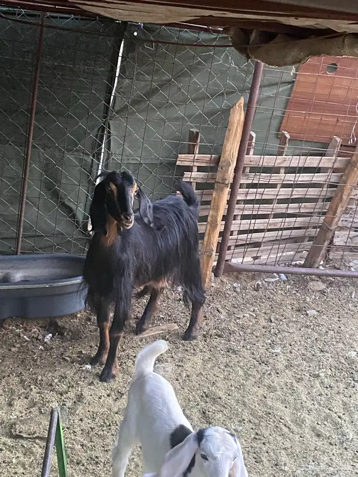 عنز والد وبنتها وعنز حواء 6