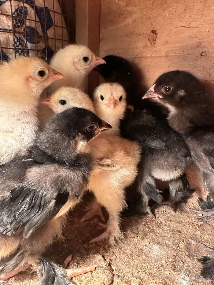 للبيع صيصان براهما الماني مستوى فاخر 6