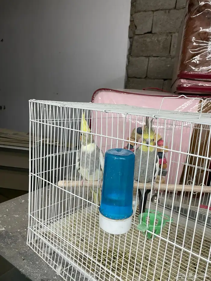 طيور للبيع عددهم 10 3 منهم جوز 4