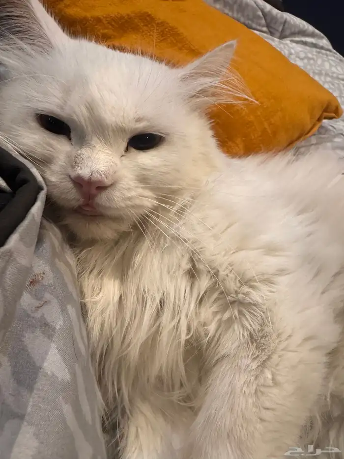 قطه هملايا شيرازي 0