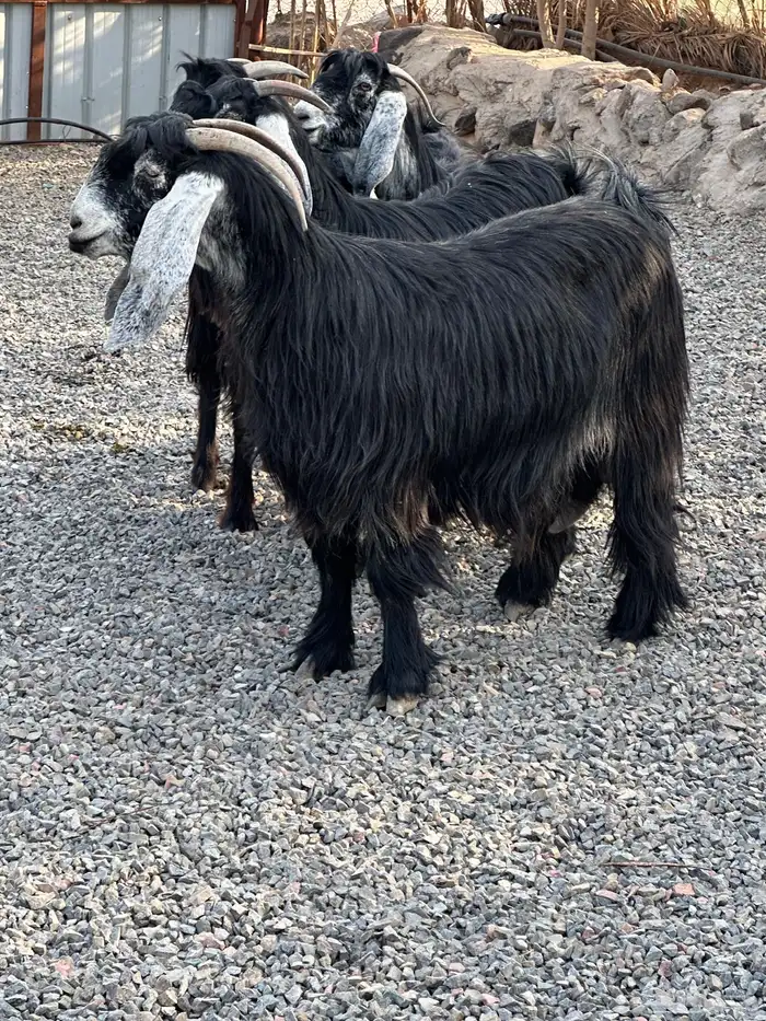 معزاء عوراض درجة أولى جروم ناهية 23