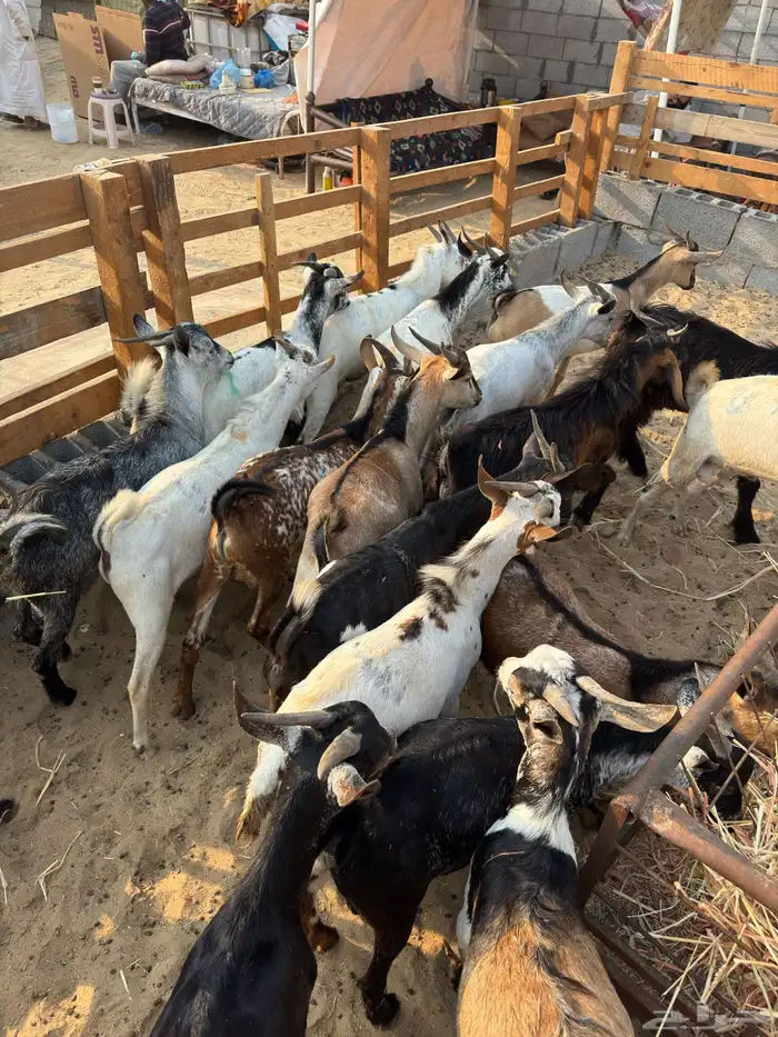 تيوس يمانيه اخت البلدي 6