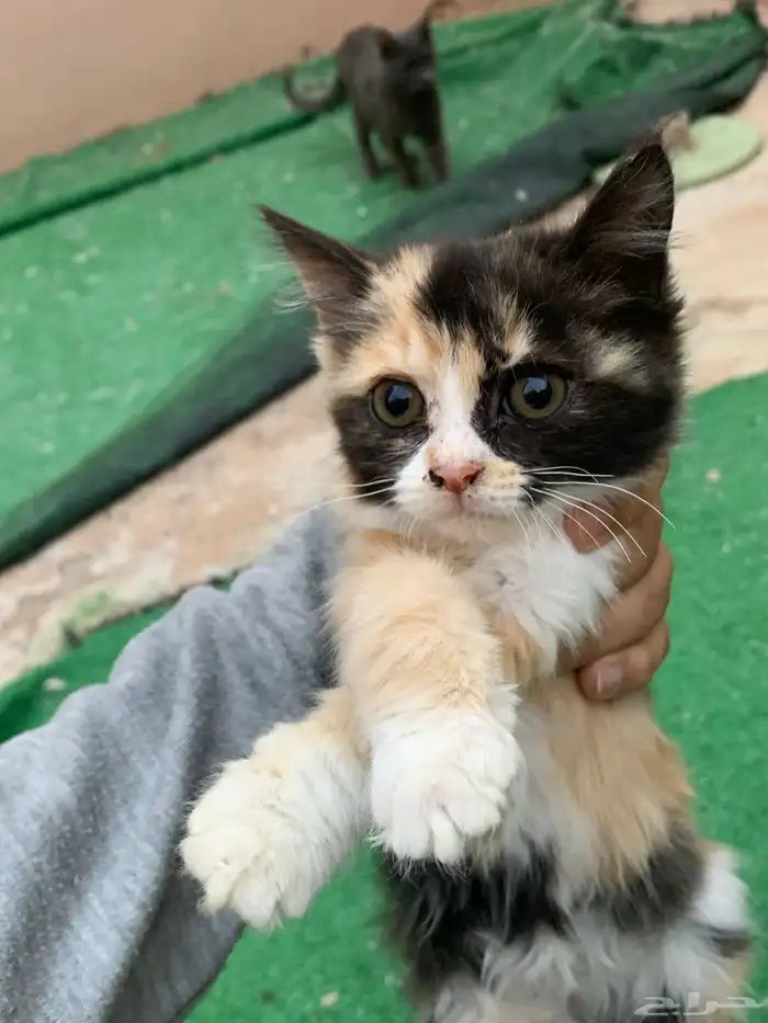 12 قطط لتبني 2