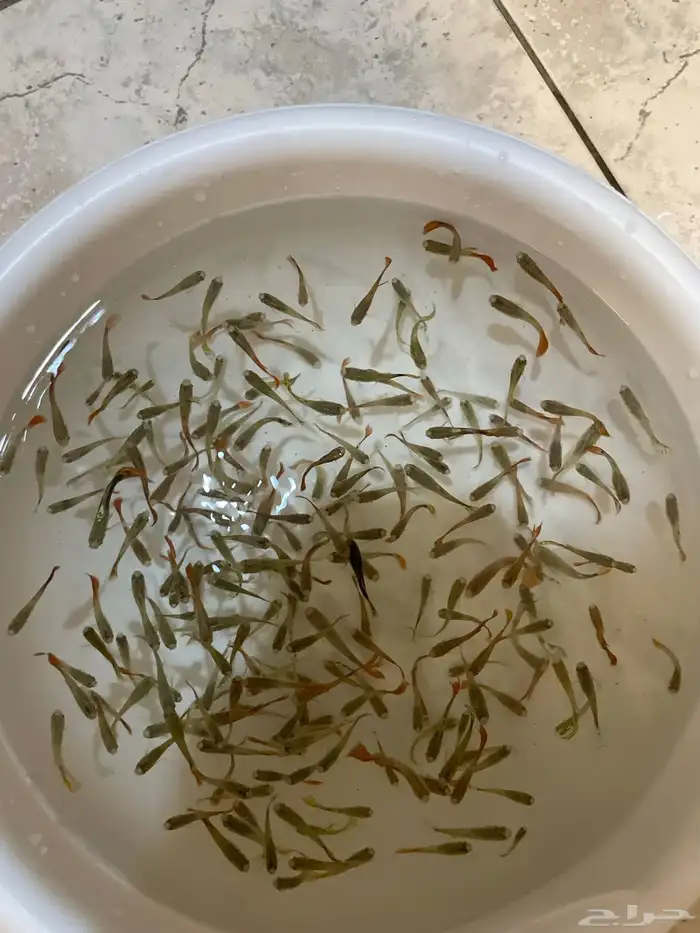 اسماك جوبي 1