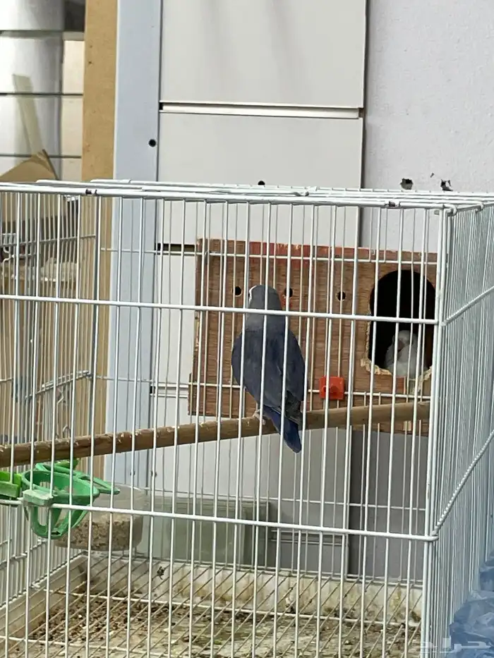 طيور للبيع عددهم 10 3 منهم جوز 0