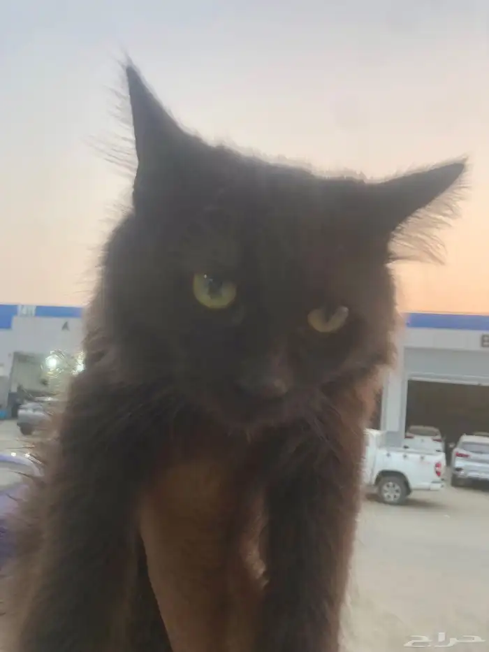 قط للتبني في جدة وراح اوصله لباب بيتك 0