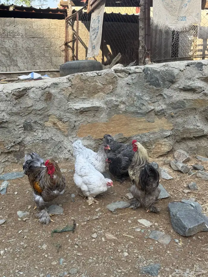 للبيع دجاج براهما 1
