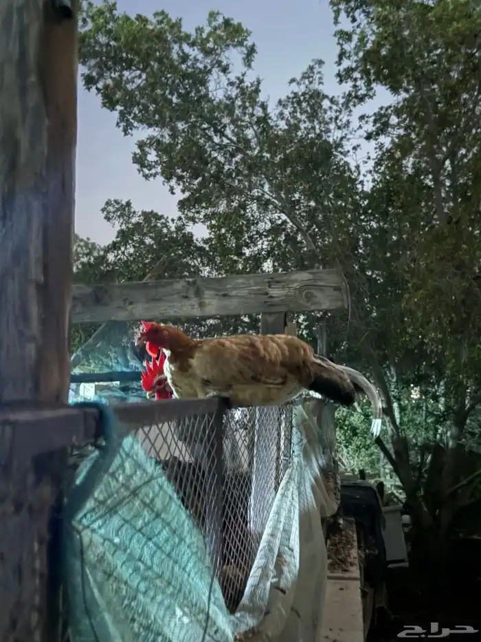 للبيع دجاج بلدي 7