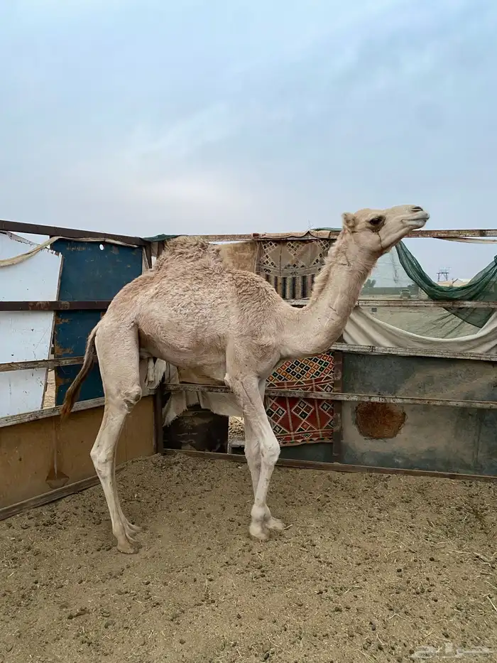 قعود للبيع 2