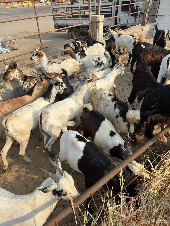 تيوس يمانيه اخت البلدي 4