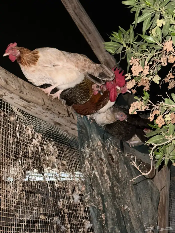 للبيع دجاج بلدي 6