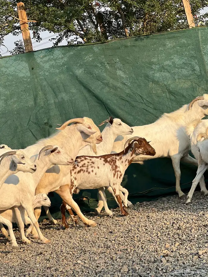 معزا بيشيات بيض فواخر 7