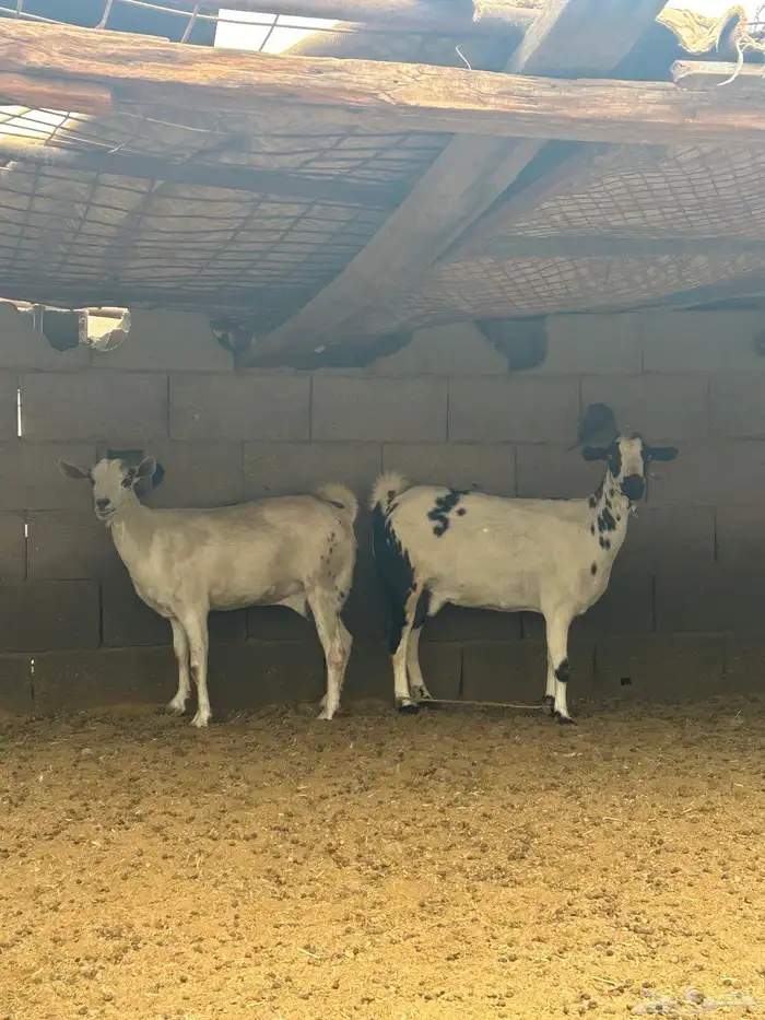 معزا جنوبيات دفيع 8