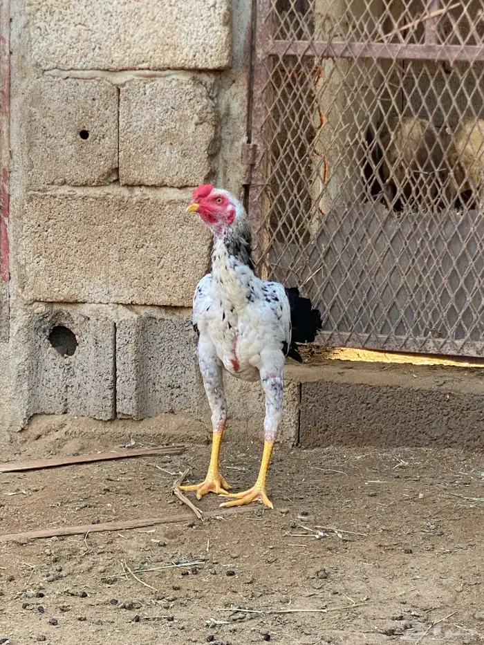 ديوك باكستاني مستوى طيب 0