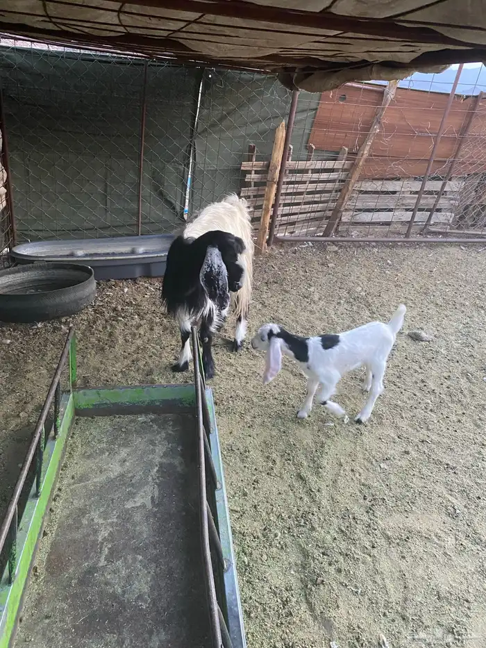 عنز والد وبنتها وعنز حواء 4