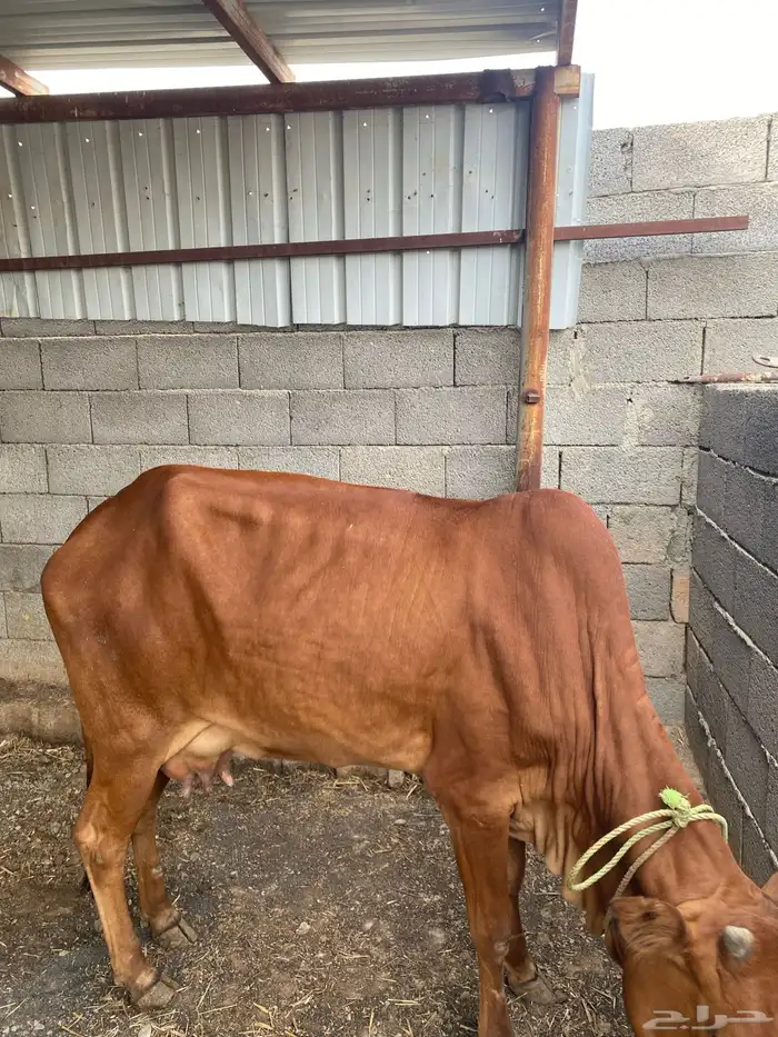 بقره رباع خلفه 1