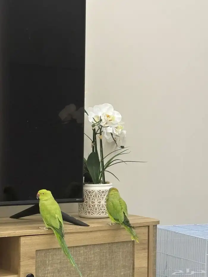 جوز دره ب 600 1