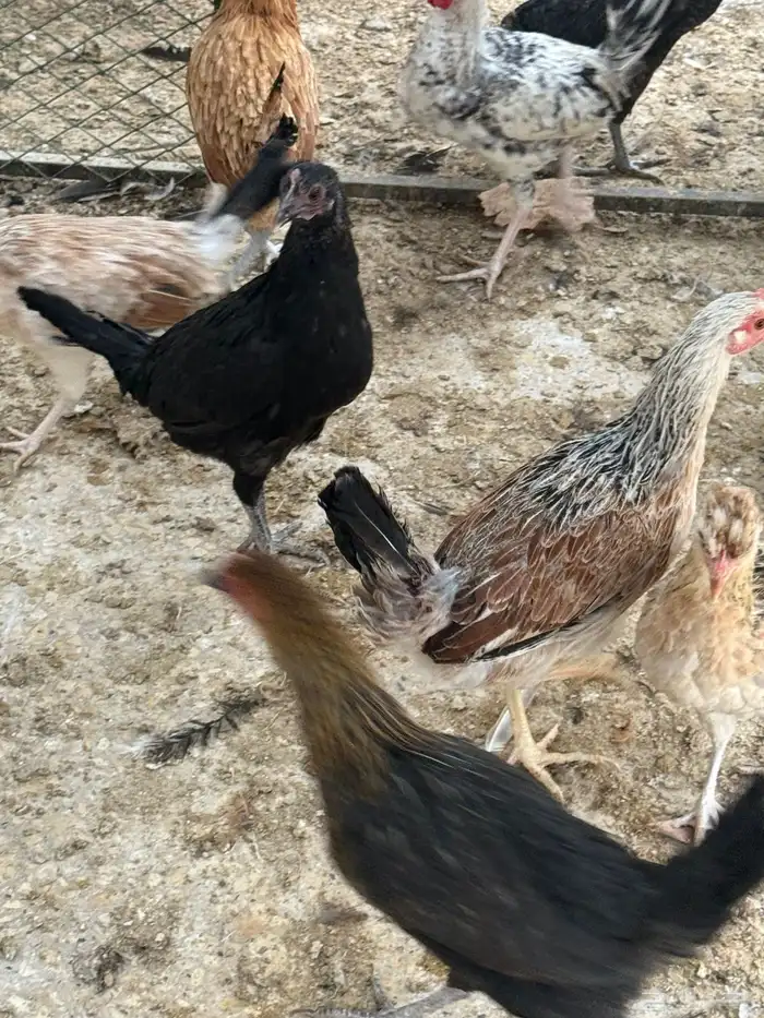 دجاج بلدي ومشروح بعضه. مع فيومي تركي 0