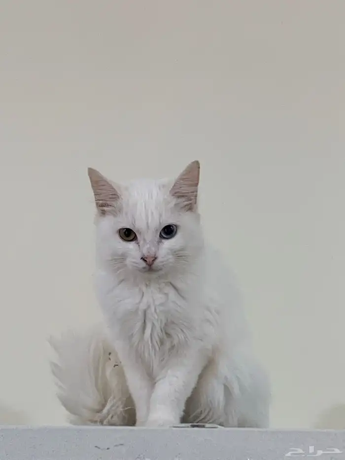 12 قطط لتبني 20