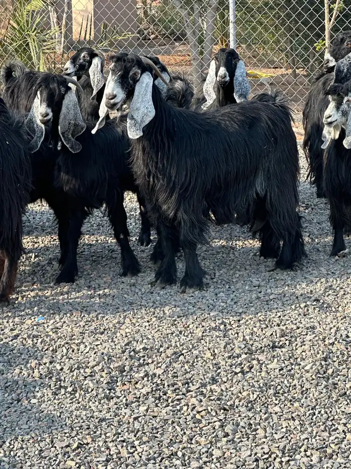 معزاء عوراض درجة أولى جروم ناهية 26