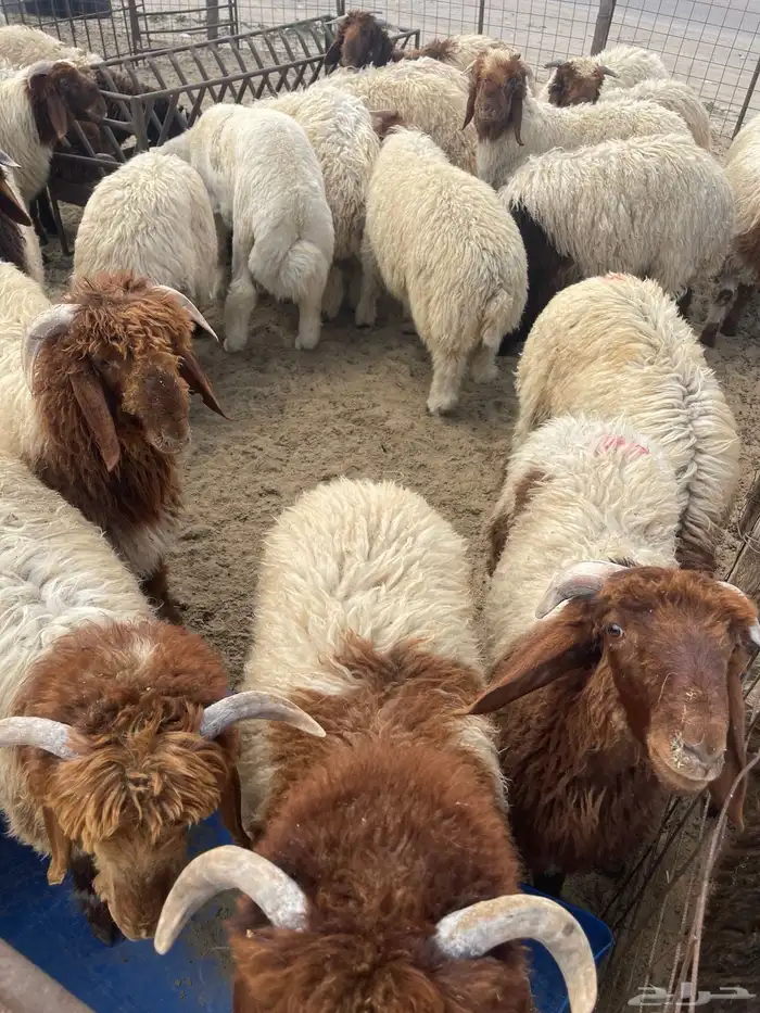 ذبايح حري نعيمي 3