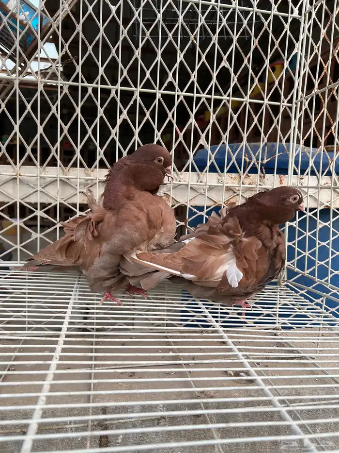 حمام كشكي للبيع مستويات طيبه 0