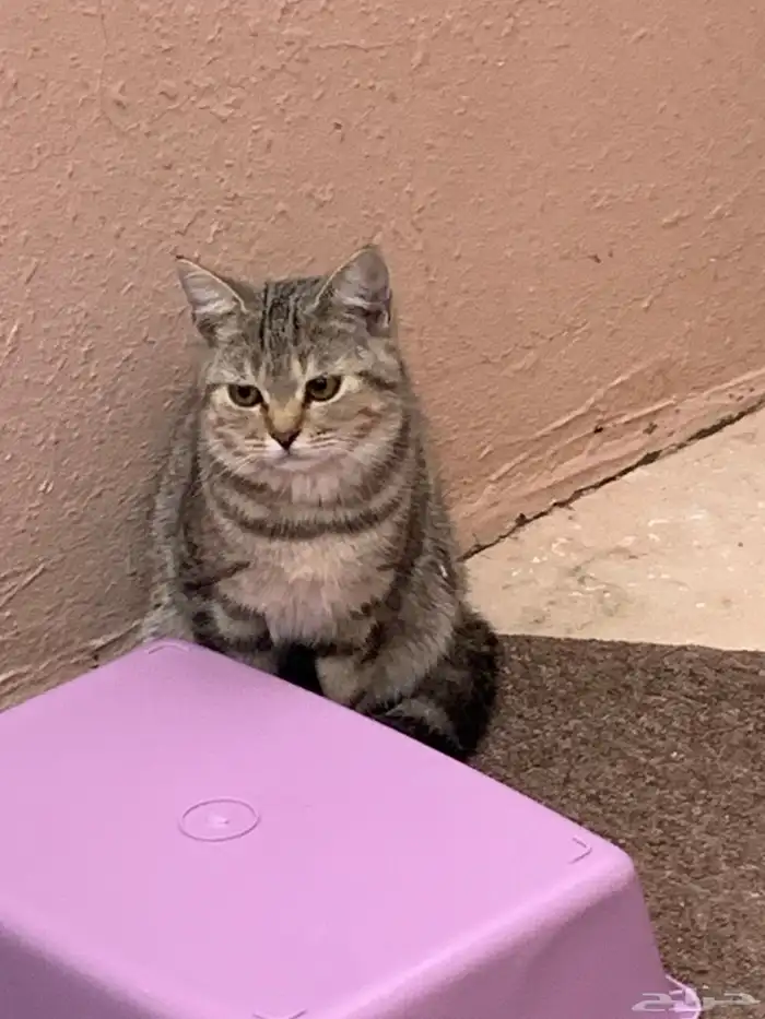 12 قطط لتبني 12