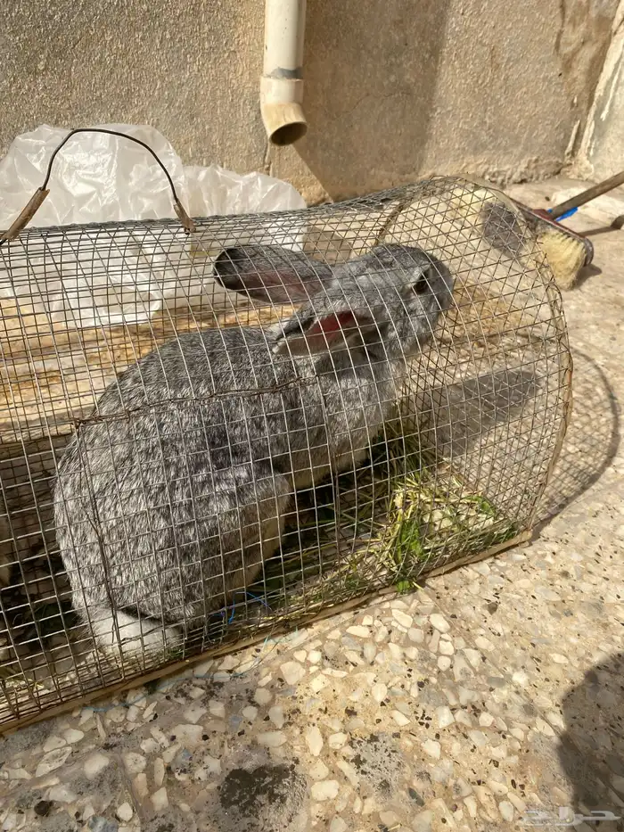 يبيع أرانب 2