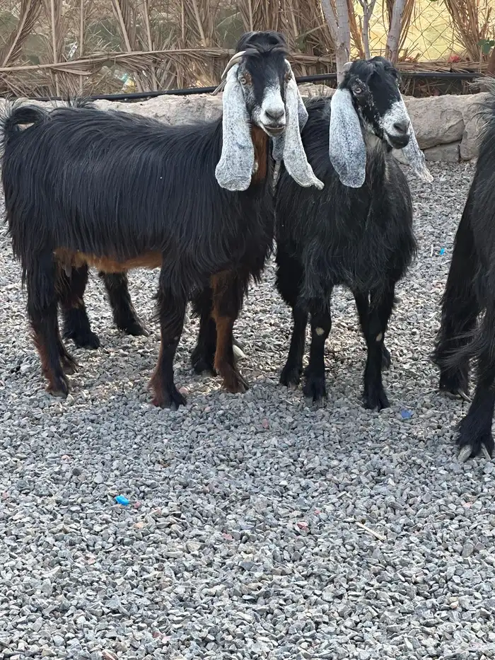 معزاء عوراض درجة أولى جروم ناهية 22