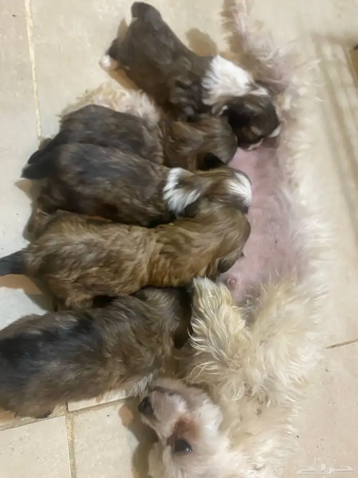 جروان كلاب الفرنسية عمر شهر ونص مفطوم 1