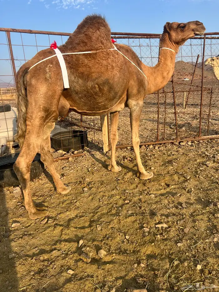 خلفه حمر ساحليه منيحه ب 9200 تم البيع 5