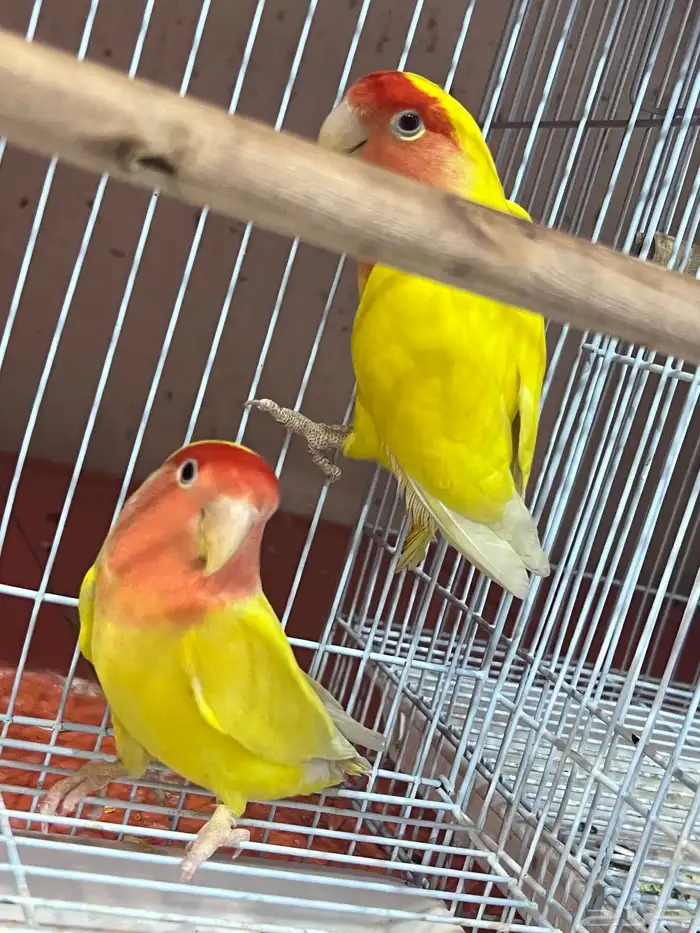 ازواج طيور روز اللوان مميزه منتجه نظافه صحه 3