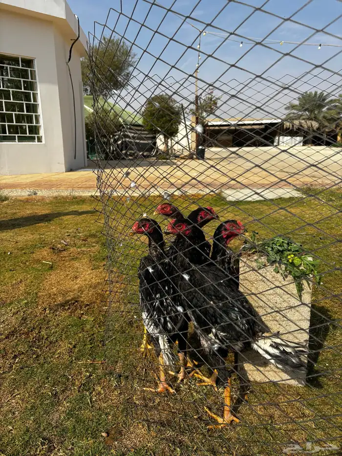 ديوك باكستاني 0