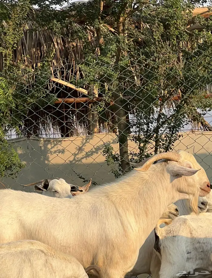 معزا بيشيات بيض فواخر 24