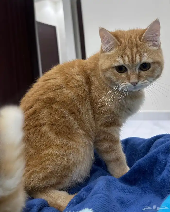 قط ذكر للتبني 5