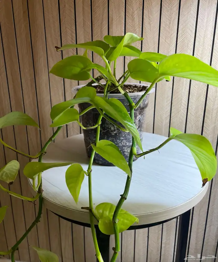 نبته بوتس نيون 0