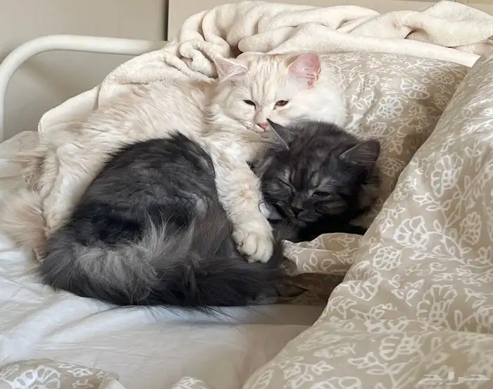 قطتين ذكر شيرازي 1