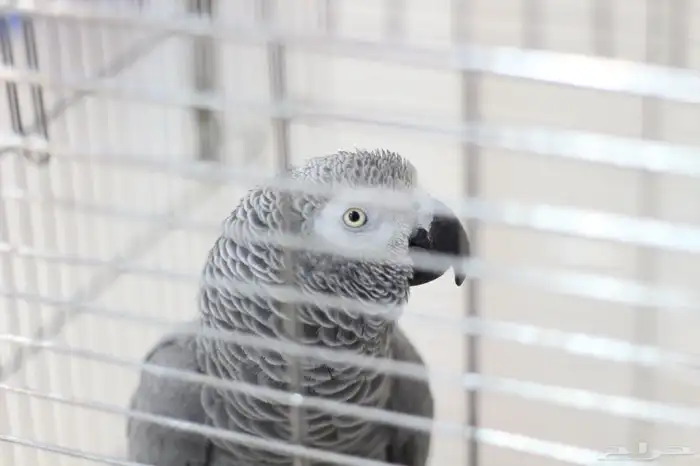 طير كاسكو متكلم كابتن 5