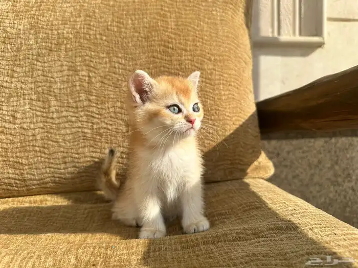 سكوتش فولد كتن 1