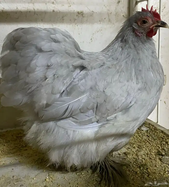 دجاج كوشن لافندر 1