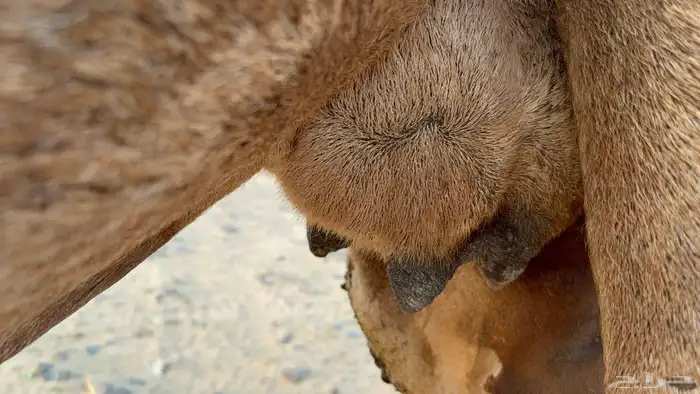 للبيع ملاقي ساحليه حمرا مشروطه بتلد 3