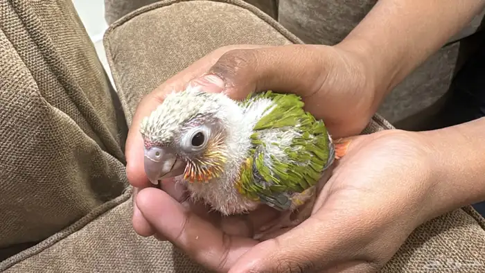 فروخ اناناس للبيع 2