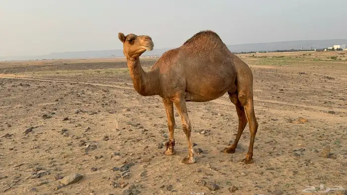 للبيع ملاقي ساحليه حمرا مشروطه بتلد 6