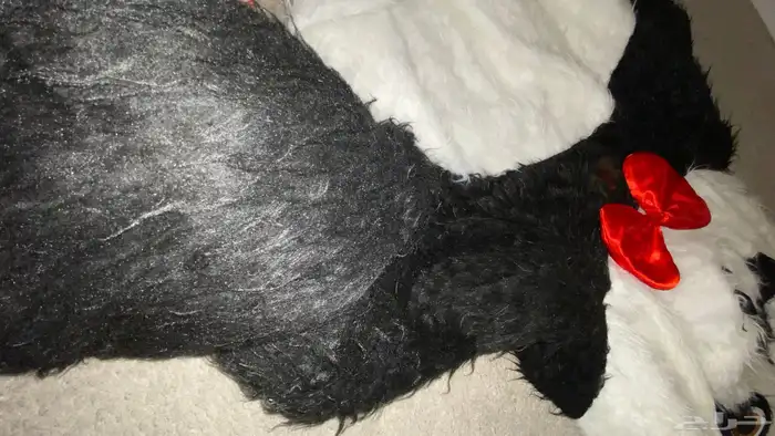 بدلة تنكريه 1