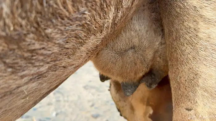 للبيع ملاقي ساحليه حمرا مشروطه بتلد 2