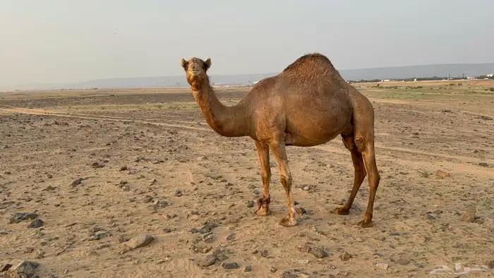 للبيع ملاقي ساحليه حمرا مشروطه بتلد 5